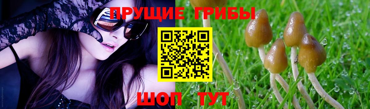 Псилоцибиновые грибы Psilocybine cubensis Ефремов